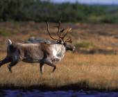 Greenland to Newfoundland: Mountains, Wildlife and Viking History