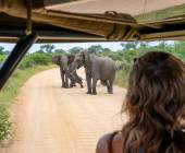 Essential Kruger Safari