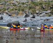 Penguins of the Far South: Falklands, South Georgia & Antarctica