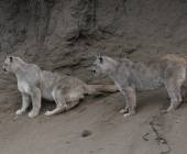 Puma Tracking Add-on Tour