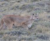 Puma Tracking Add-on Tour