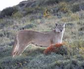 Puma Tracking Add-on Tour