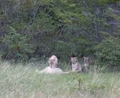 Puma Tracking Add-on Tour