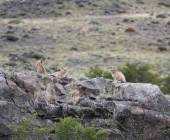 Puma Tracking Add-on Tour