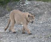 Puma Tracking Add-on Tour