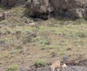 Puma Tracking Add-on Tour