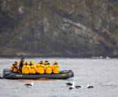Penguins of the Far South: Falklands, South Georgia & Antarctica