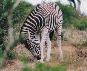 Discover South Africa’s Garden Route