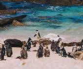 Discover South Africa’s Garden Route