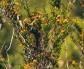 Discover South Africa’s Garden Route