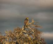 Discover South Africa’s Garden Route