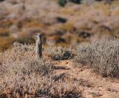 Discover South Africa’s Garden Route