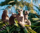 Madagascar Wildlife Adventure