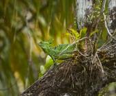 Costa Rica Coast to Coast Ride
