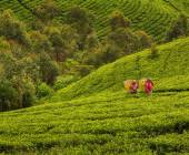 Hike Sri Lanka’s Pekoe Trail