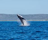 Best of the Garden Route – Premium Adventure