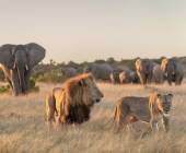 Best of the Garden Route – Premium Adventure