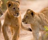 Best of the Garden Route – Premium Adventure