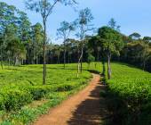 Hike Sri Lanka’s Pekoe Trail