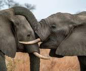 Discover South Africa’s Garden Route