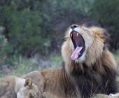 Discover South Africa’s Garden Route