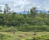 Hike Sri Lanka’s Pekoe Trail