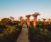 Madagascar Wildlife Adventure