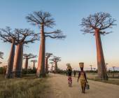 Madagascar Wildlife Adventure