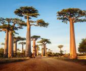 Madagascar Wildlife Adventure