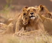 Essential Kruger Safari