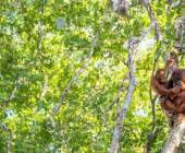 Borneo Family Wildlife Adventure