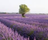 Discover Provence
