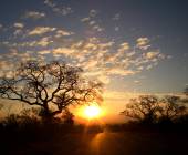 Essential Kruger Safari