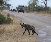 Essential Kruger Safari
