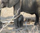 Essential Kruger Safari