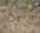 Essential Kruger Safari