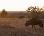 Essential Kruger Safari