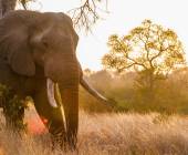 Essential Kruger Safari