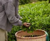 Hiking in Northern Vietnam