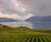 Lavaux Vineyards