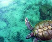 Costa Rica Marine life