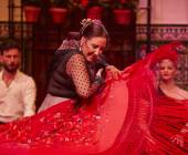 Signature Spain | Light Through Olive Groves