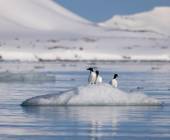 Svalbard in Spring: Sea Ice, Pristine Snow and Wildlife