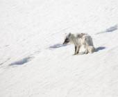 Svalbard in Spring: Sea Ice, Pristine Snow and Wildlife