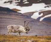 Svalbard in Summer: Tundra, Whales and Wildlife