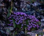 Svalbard in Summer: Tundra, Whales and Wildlife