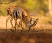 Rajasthan Highlights by Bike