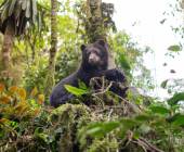 Ecuador Cloud Forest Add-on Tour