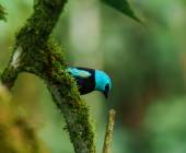 Ecuador Cloud Forest Add-on Tour