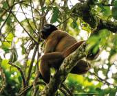 Amazon Add-on Tour – Napo Wildlife Center
